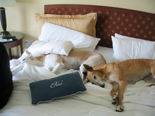 Galveston pet friendly hotels, dog friendly hotels in Galveston TX, hotels dogs allowed Galeston, Texas